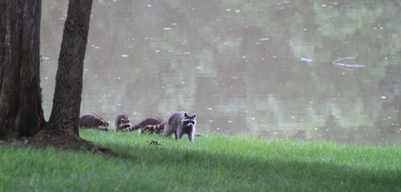 Click picture to ZOOM